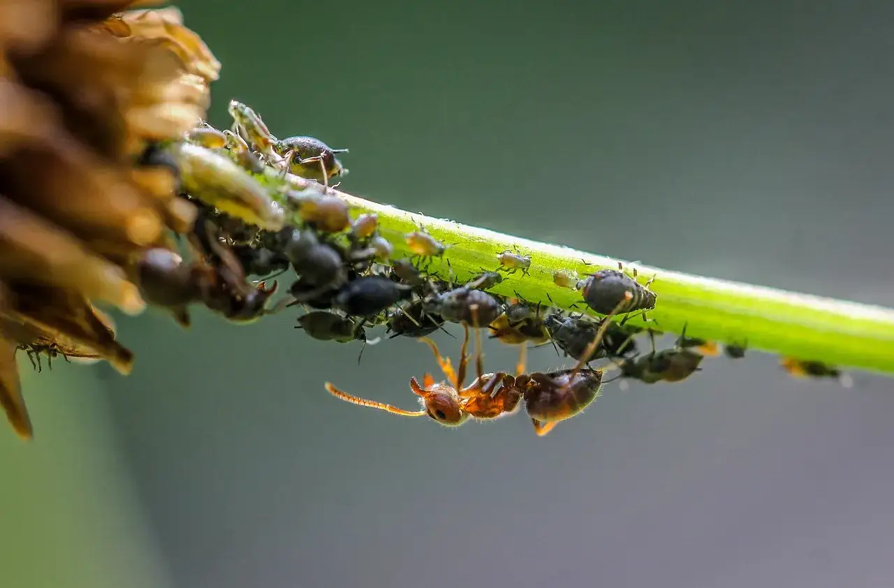 Mrówka zbiera spadź od mszyc, które obsiadły łodygę. To dowód, że mrówki nie jedzą mszyc, lecz korzystają z ich słodkiej wydzieliny.
