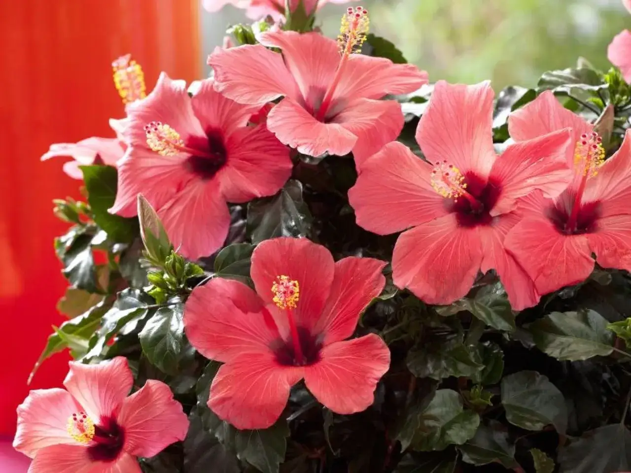 Piękne, łososiowe kwiaty hibiskusa rozkwitają na ciemnozielonych liściach. Idealne stanowisko dla nich to słoneczne miejsce.