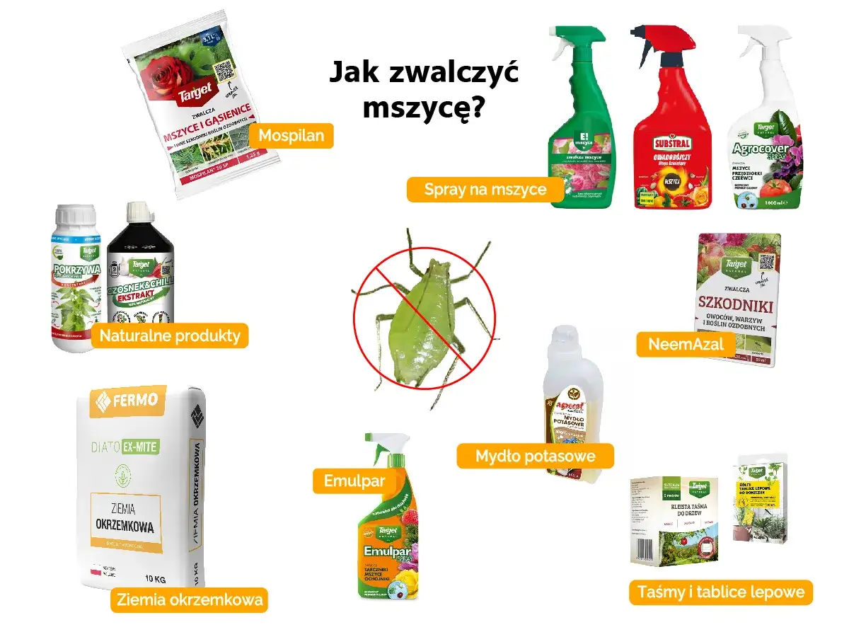 Domowe sposoby na mszyce: Mospilan, naturalne produkty, ziemia okrzemkowa, Emulpar, mydło potasowe, NeemAzal, taśmy lepowe.