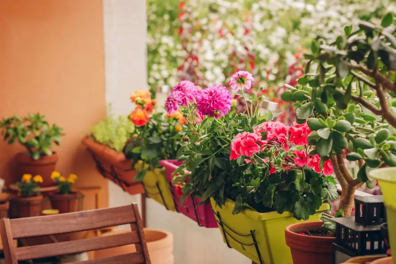 Balkon pełen życia: różowe i czerwone pelargonie, pomarańczowe kwiaty i zielone sukulenty. Supertunia vista kolory zachwyca!