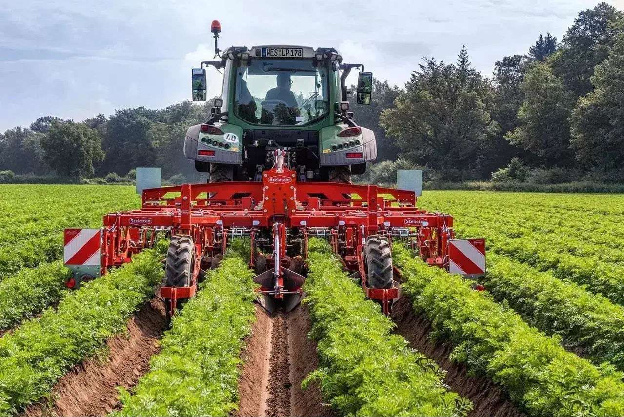 Traktor z redlinami usuwa chwasty w ziemniakach, przygotowując pole do zbiorów.