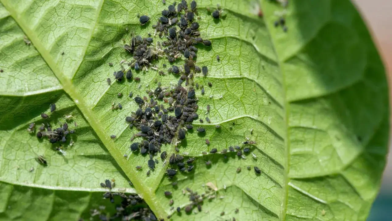 Plaga mszyc na zielonym liściu. Szukając rozwiązania, co na mszyce w ogrodzie, zobaczysz te małe szkodniki.