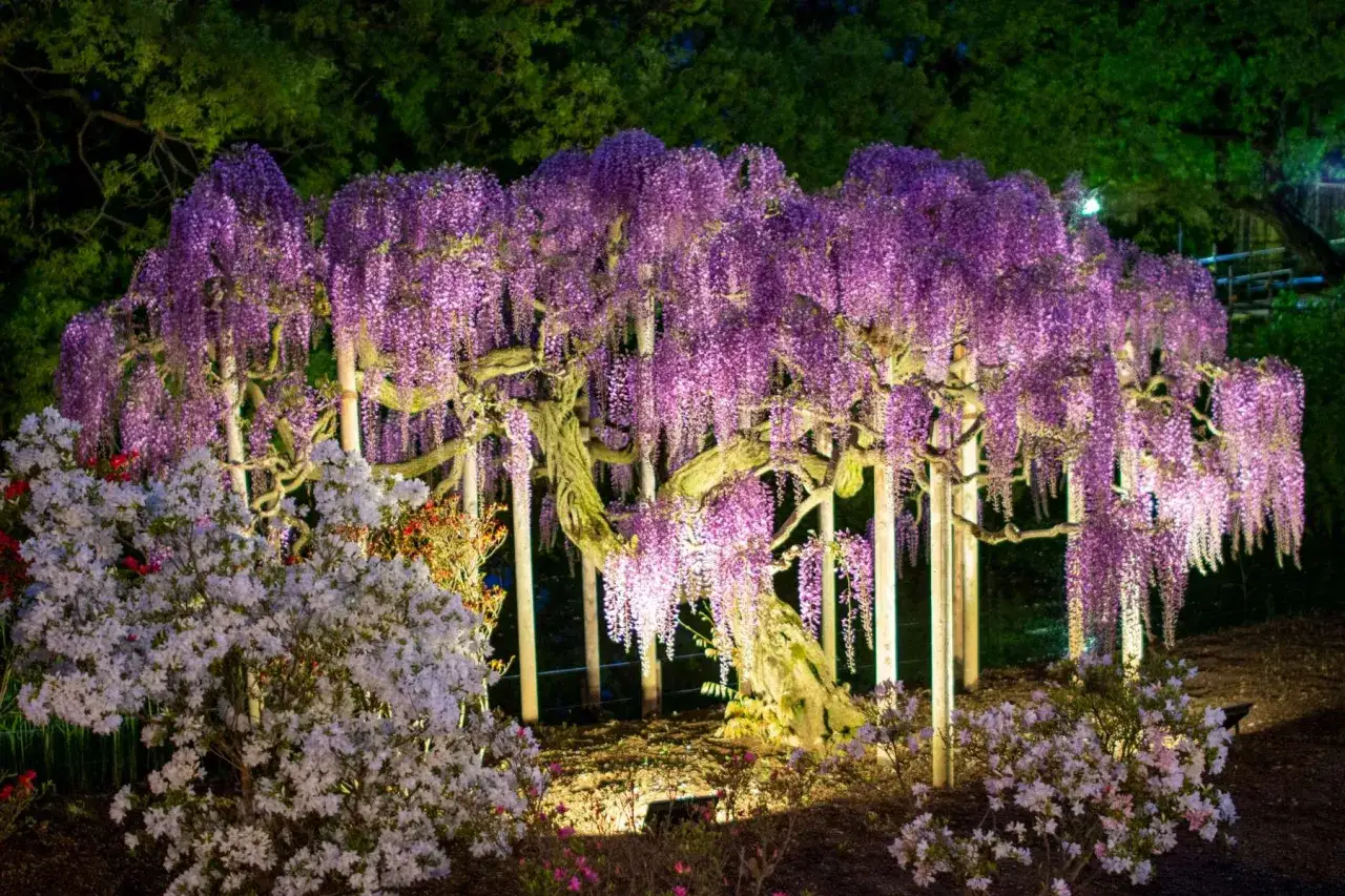 Wspaniała wisteria kiedy kwitnie, tworząc fioletowy wodospad kwiatów. Obok kwitnące azalie.