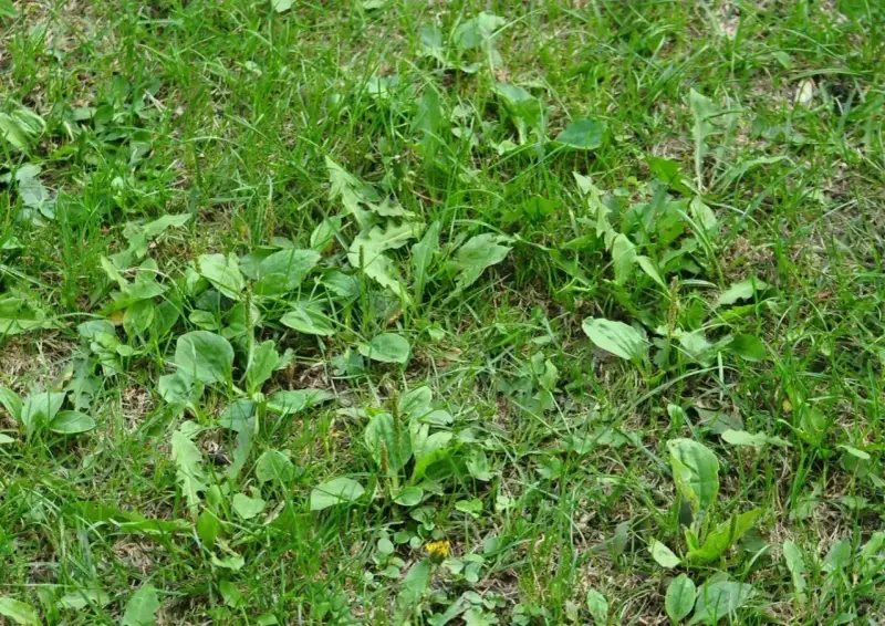 Gęsty trawnik z licznymi liśćmi babki lancetowatej, która jest popularnym chwastem w ogrodach.
