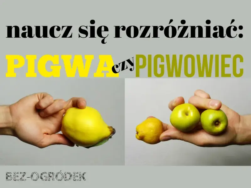 Różnica między pigwą a pigwowcem. Na zdjęciu widać dłoń trzymającą dużą, żółtą pigwę i drugą dłoń z kilkoma małymi, zielonymi owocami pigwowca.
